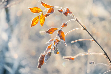 Branches of a shrub with yellow leaves covered with crystals of frost on a natural background of...