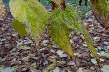 Withering leaves hanging on branch above fallen leaves in autumn
