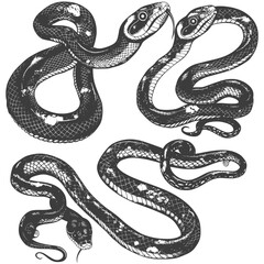 Obraz premium Four Black and White Snakes in Various Poses