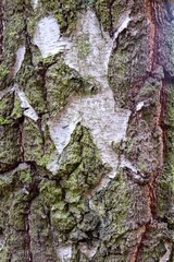 Close up of birch tree bark showing peeling white and green moss