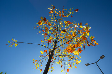 Colored Autumn Tree against a Blue Bright Sky, Povoa de Lanhoso, Braga, Portugal.