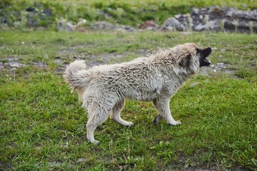 A wild shepherd dog. A dirty, dirty animal. Helper dogs