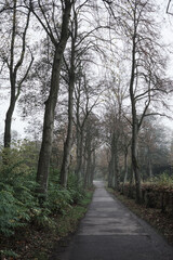 Empty paved road leading through a misty forest in autumn