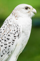 White falcon close up side view; wild bird of pray on blurry green background