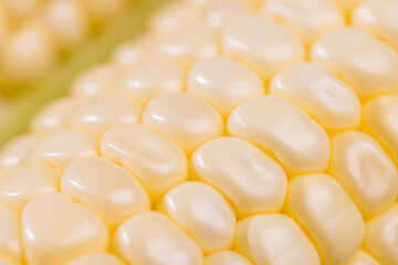 Fresh raw corn cob texture close up