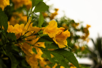 Close-up beautiful yellow flowers around leaves in garden. Flowers photo