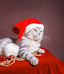 look of a beautiful gray cat in a Christmas cap on a pink background for Christmas.