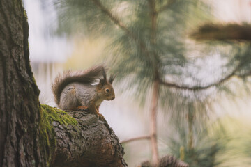 A curious squirrel perched on a moss-covered tree branch in a tranquil forest during early morning light