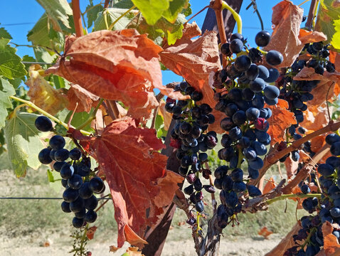 Vigne brul&eacute;e par la chaleur et la s&eacute;cheresse