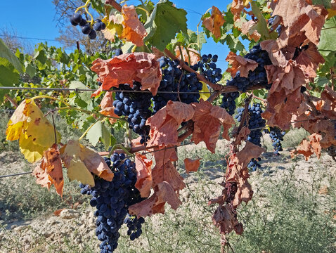 Vigne brul&eacute;e par la chaleur et la s&eacute;cheresse