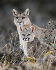 portrait of an mountain lion