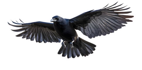 Black crow isolated on transparent background