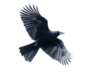 Naklejka premium Black crow isolated on transparent background
