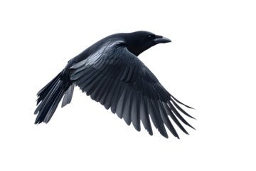 Black crow isolated on transparent background