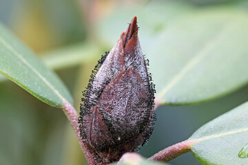 a close-up view of a brown dead rhododendron bud with a fungus transmitted by the rhododendron...