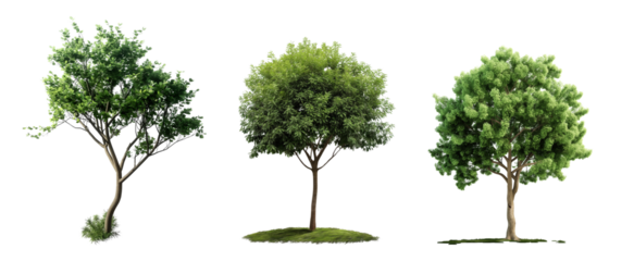 Large green trees for architecture visualization isolated on transparent background, die cut out png, 3D render