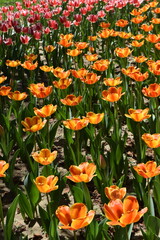 Tulipanes anaranjados