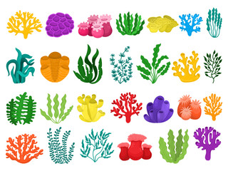 Large set with cartoon set of different types of corals and algae, underwater reef colorful on white background, illustration
