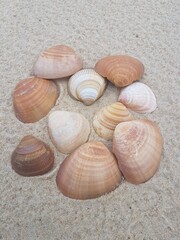 Land Art avec des coquillages sur la plage des Landes