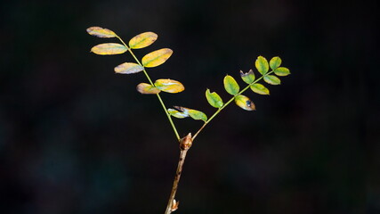 close up of a flower