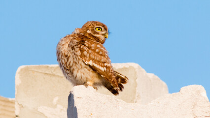 horned owl