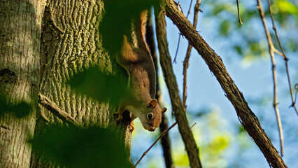 A lively squirrel crawling on tree trunk