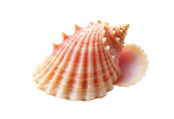 seashell isolated on white background