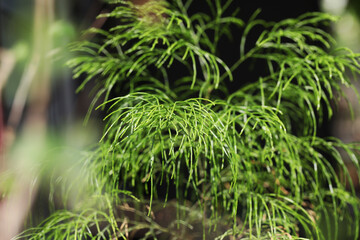 Daintree pine tree (Gymnostoma nobile)