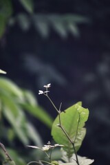 Close up of a new leave of a plant 