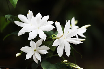 Royal Jasmine (Jasminum rex) with blooming flowers