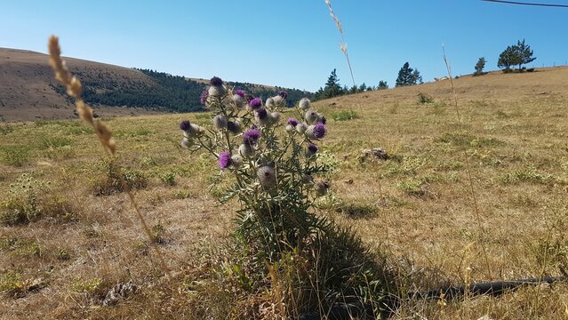 Chardon en fleurs sur la cham des Bondons