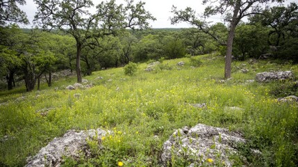 Serene Nature Landscape with Rocks and Wildflowers