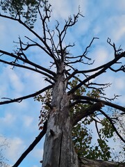 Dead tree