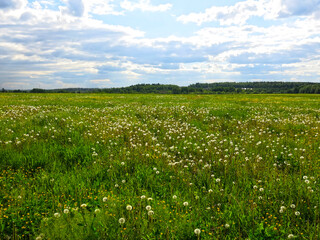 summer green field in sunny weather in the Moscow region