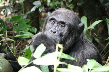 Schimpanse (Chimpanzee) im Kibale Forest in Uganda 