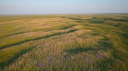 Aerial view of rolling hills of green grass and wildflowers in a vast plain under a blue sky.