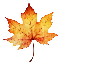 Fototapeta premium autumn maple leaf