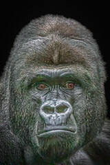 Close-up of Gorilla's Face in Dramatic Lighting