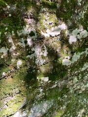 Abstract Close-Up of Moss and Lichen on Rock Surface