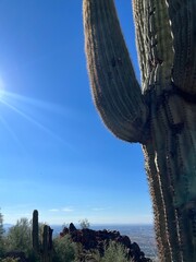 Close-Up of Majestic Saguaro Cactus Against Clear Desert Sky