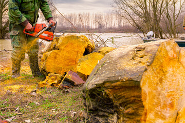 Woodcutter, logger, is cutting firewood, logs of wood, with motor chainsaw near the river