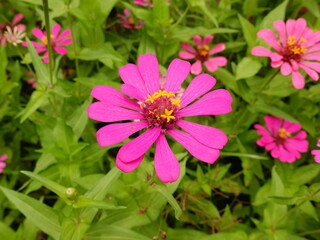 Obraz premium Sunny summer day.In a flower bed in a large number various zinnias grow and blossom.