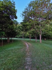Dirt Path Surrounded by Jungle at Sunrise in a Rural Peten, Guatemala