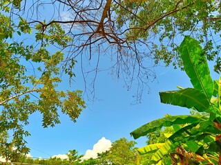 Tropical Tree Leaves with Clear Blue Sky Background on a Sunny Day