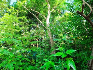 Lush Virgin Rainforest in Peten, Guatemala. Environment concept