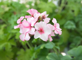 Geranium Zonal, Pelargonium hortorum with pink  white flowers