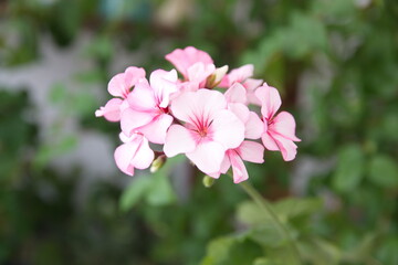 Geranium Zonal, Pelargonium hortorum with pink  white flowers