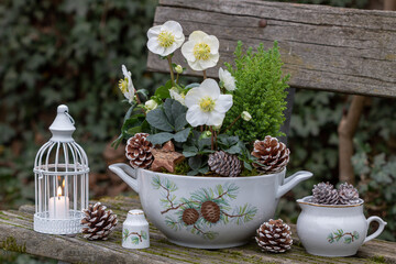 Weihnachts-Arrangement mit Christrosen (Helleborus niger) und Kleinkonifere in einer Suppenterrine, Zapfen und Windlicht
