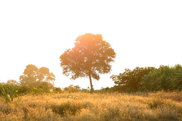 Sunrise with tree. tree and Grass field at sunrise.