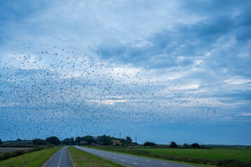 Starenflug in der Abenddämmerung auf Texel